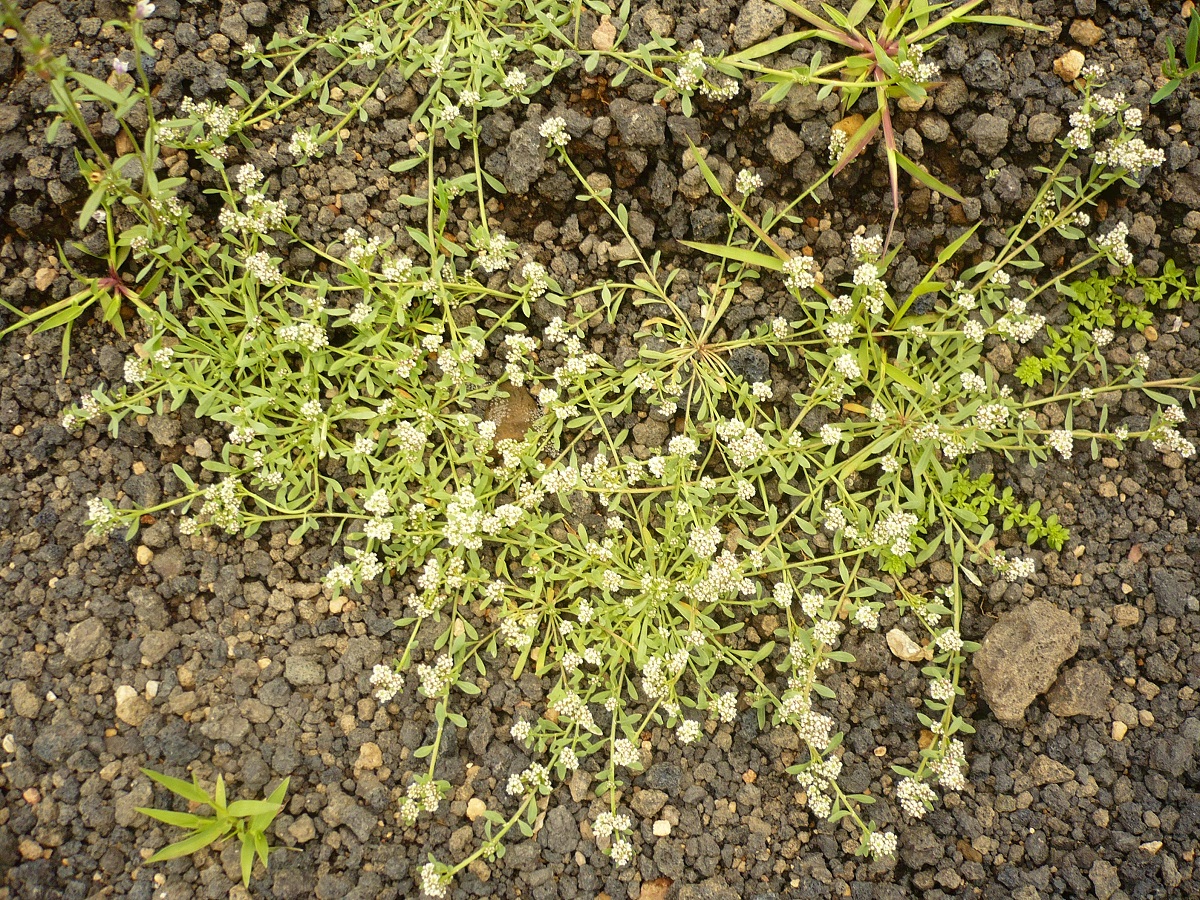 Corrigiola littoralis subsp. littoralis (Caryophyllaceae)